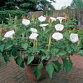 downy thorn-apple, Indian-apple, lovache, moonflower, sacred datura, nacazcul, toloatzin, tolguache 